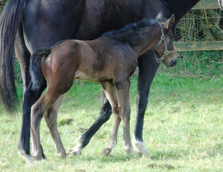2020 filly by Iffraaj